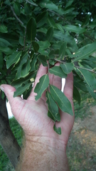 Diospyros mespiliformis