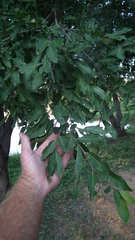 Diospyros mespiliformis