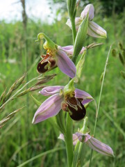 Ophrys apifera