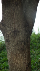 Diospyros mespiliformis