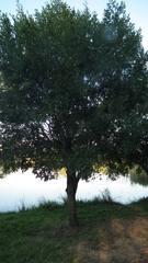 Diospyros mespiliformis
