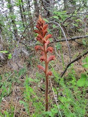 Orobanche caryophyllacea