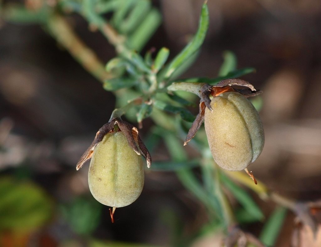 Common Wedge-pea