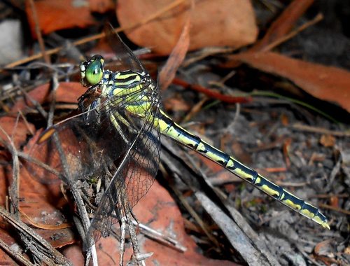 Yellow-striped Hunter