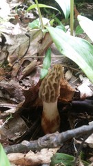 Morchella diminutiva