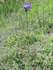 Campanula lingulata