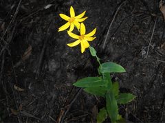 Senecio velleioides