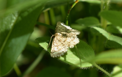Heliomata glarearia