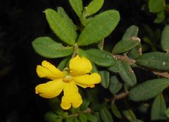 Hibbertia hirticalyx