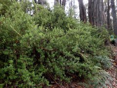 Hibbertia hirticalyx