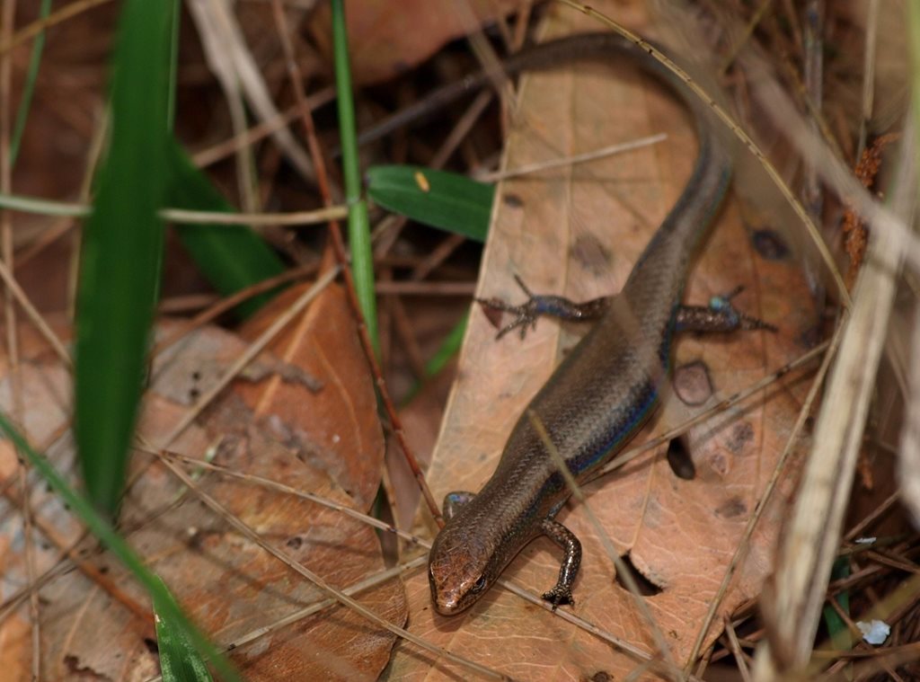 Northern Rainforest Sunskink