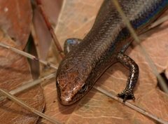 Lampropholis coggeri