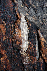 Metura elongatus