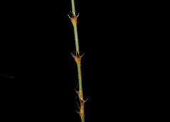 Calamus moti