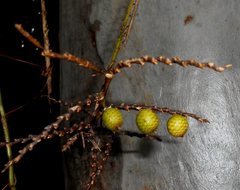 Calamus moti