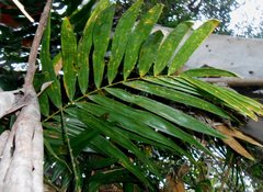 Calamus moti