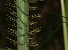 Calamus moti