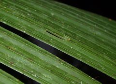 Calamus moti