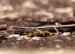 Cryptoblepharus