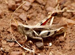 Stenocatantops angustifrons