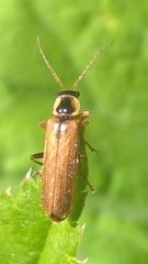 Cantharis decipiens