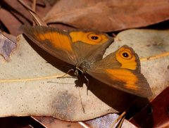 Hypocysta irius