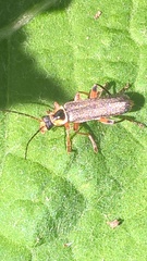 Cantharis decipiens
