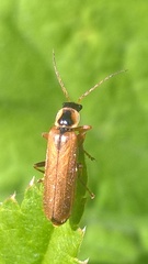 Cantharis decipiens