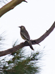 Anthochaera carunculata