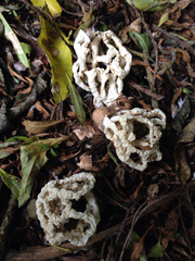 Ileodictyon cibarium