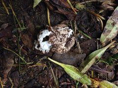 Ileodictyon cibarium