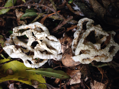 Ileodictyon cibarium