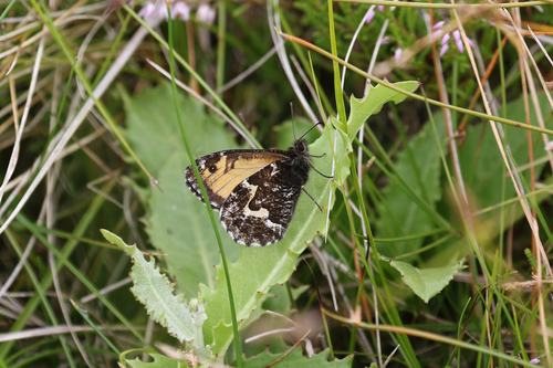 Le Cerf's Grayling