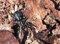 Nyssus albopunctatus