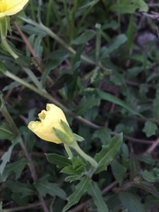 Oenothera laciniata