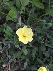 Oenothera laciniata