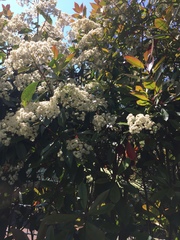 Photinia × fraseri