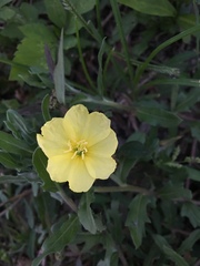 Oenothera laciniata