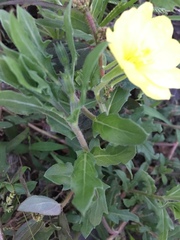 Oenothera laciniata