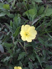 Oenothera laciniata