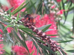 Bombus eximius