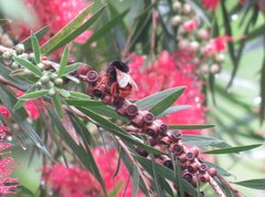 Bombus eximius