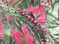 Bombus eximius