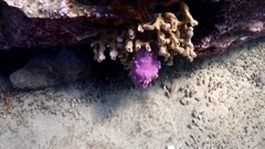 Halisarca australiensis
