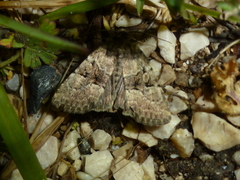 Clemathada calberlai