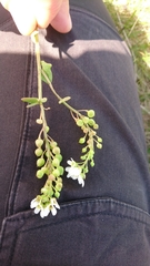 Cochlearia danica