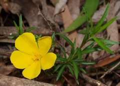 Hibbertia procumbens