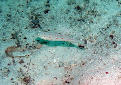 Valenciennea puellaris