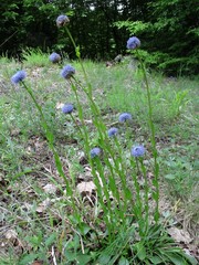 Globularia