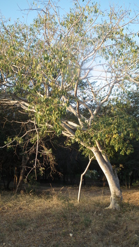 Image of Ficus petersii by (c) Shaun Swanepoel, some rights reserved (CC BY)